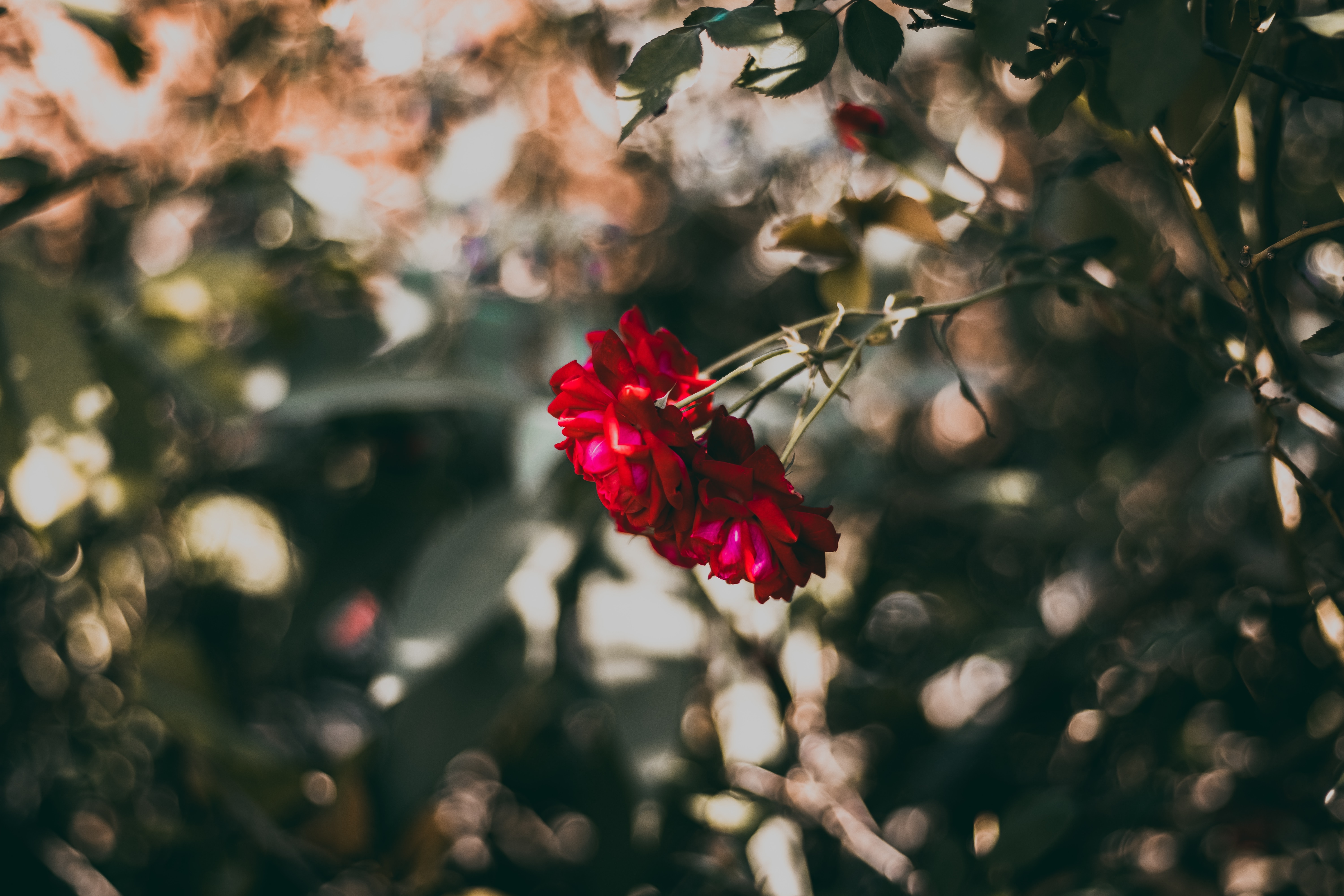 免费照片一朵漂亮的红花