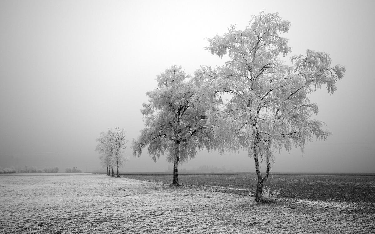 Замороженное поле с деревьями в пасмурную погоду