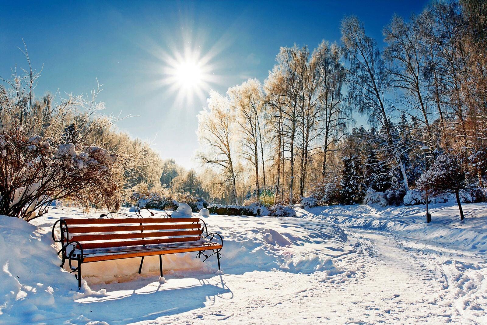 Бесплатное фото Зимний парк в солнечную погоду