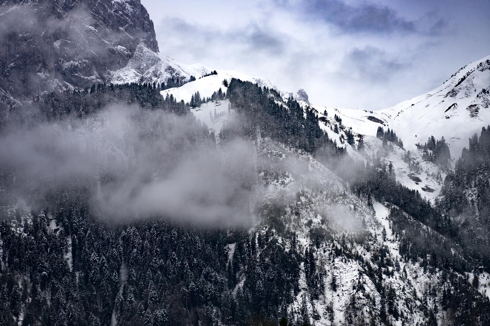 Бесплатное фото Снежный склон горы с хвойными деревьями