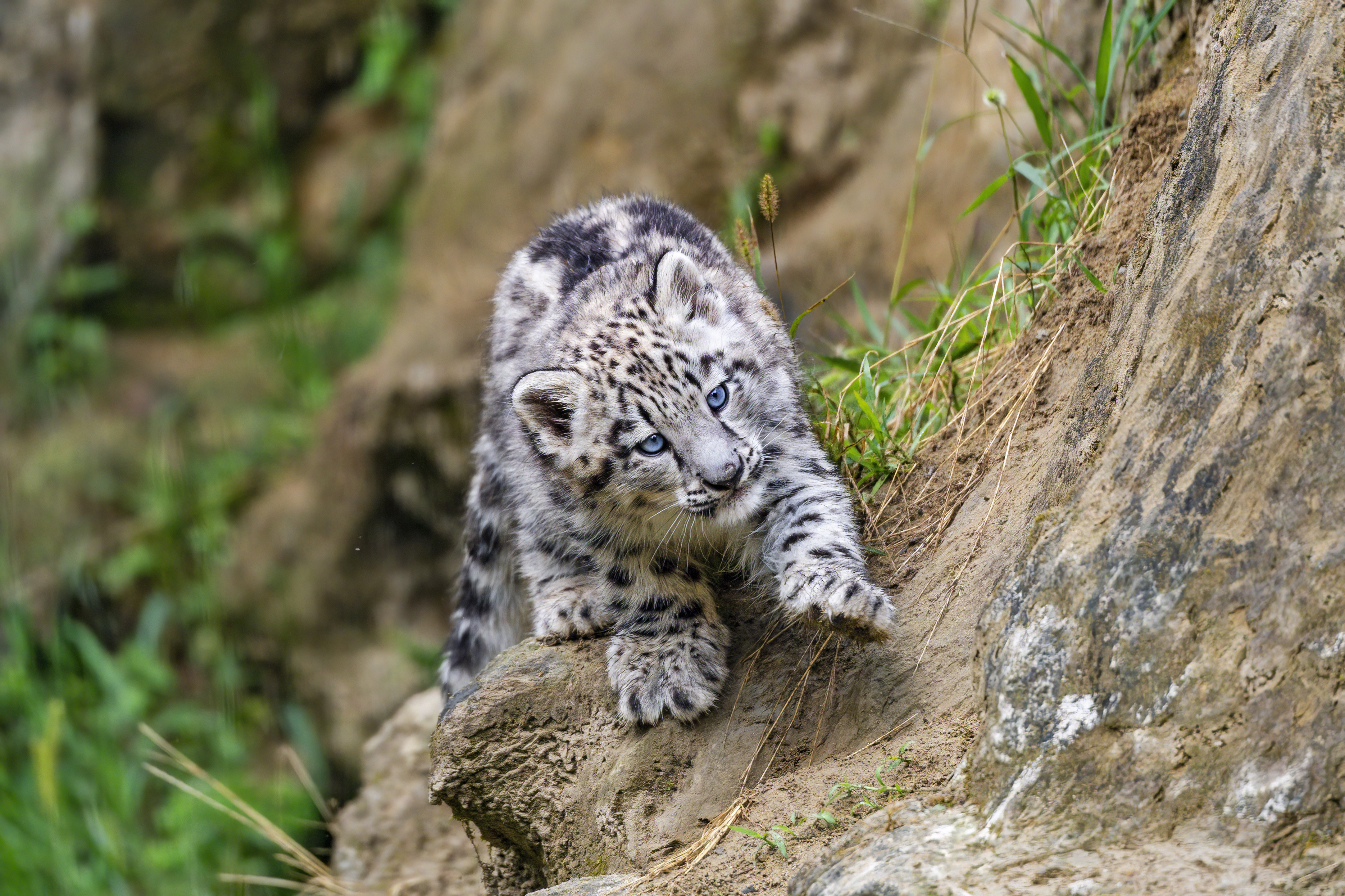 Wallpapers wallpaper snow leopard cute paws on the desktop