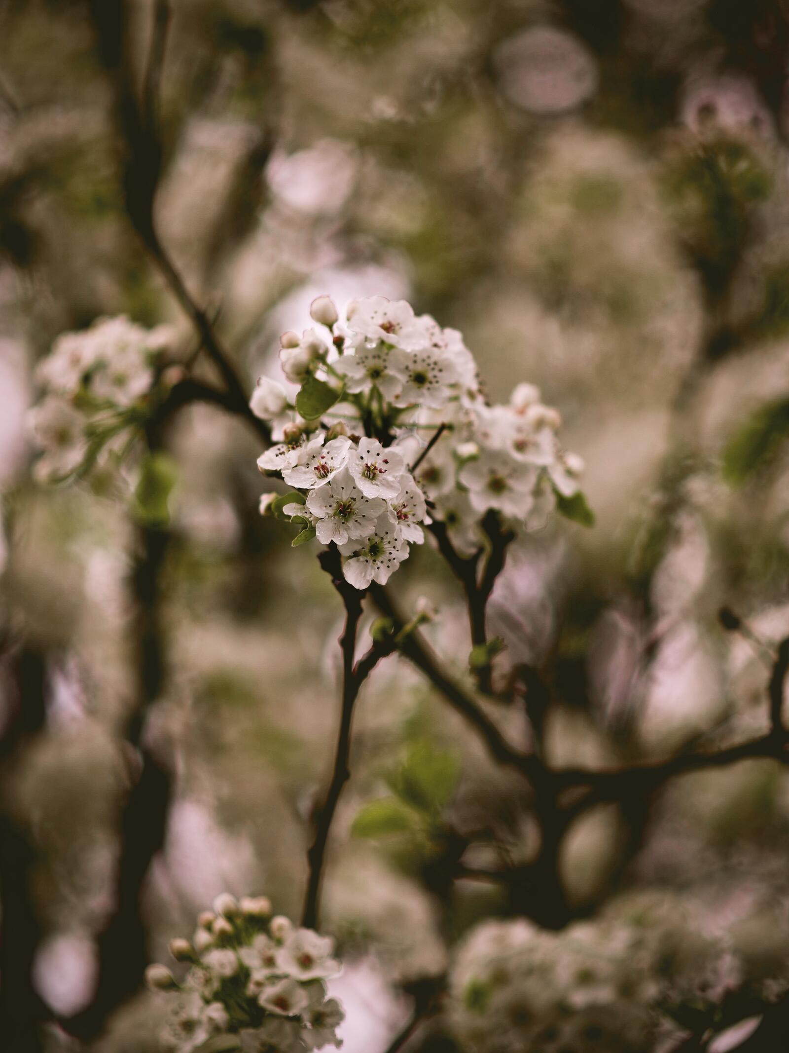 Free photo Wallpaper white flowers on a branch
