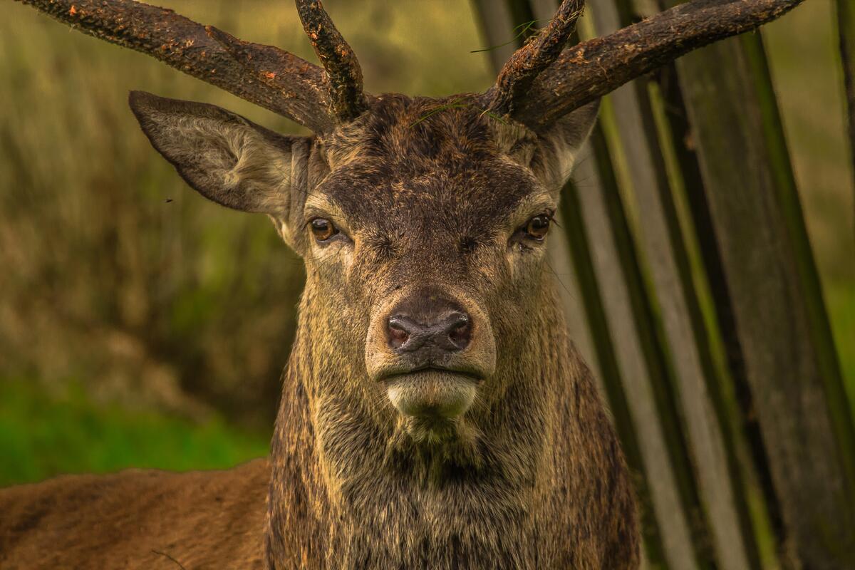 Close-up of a deer`s face