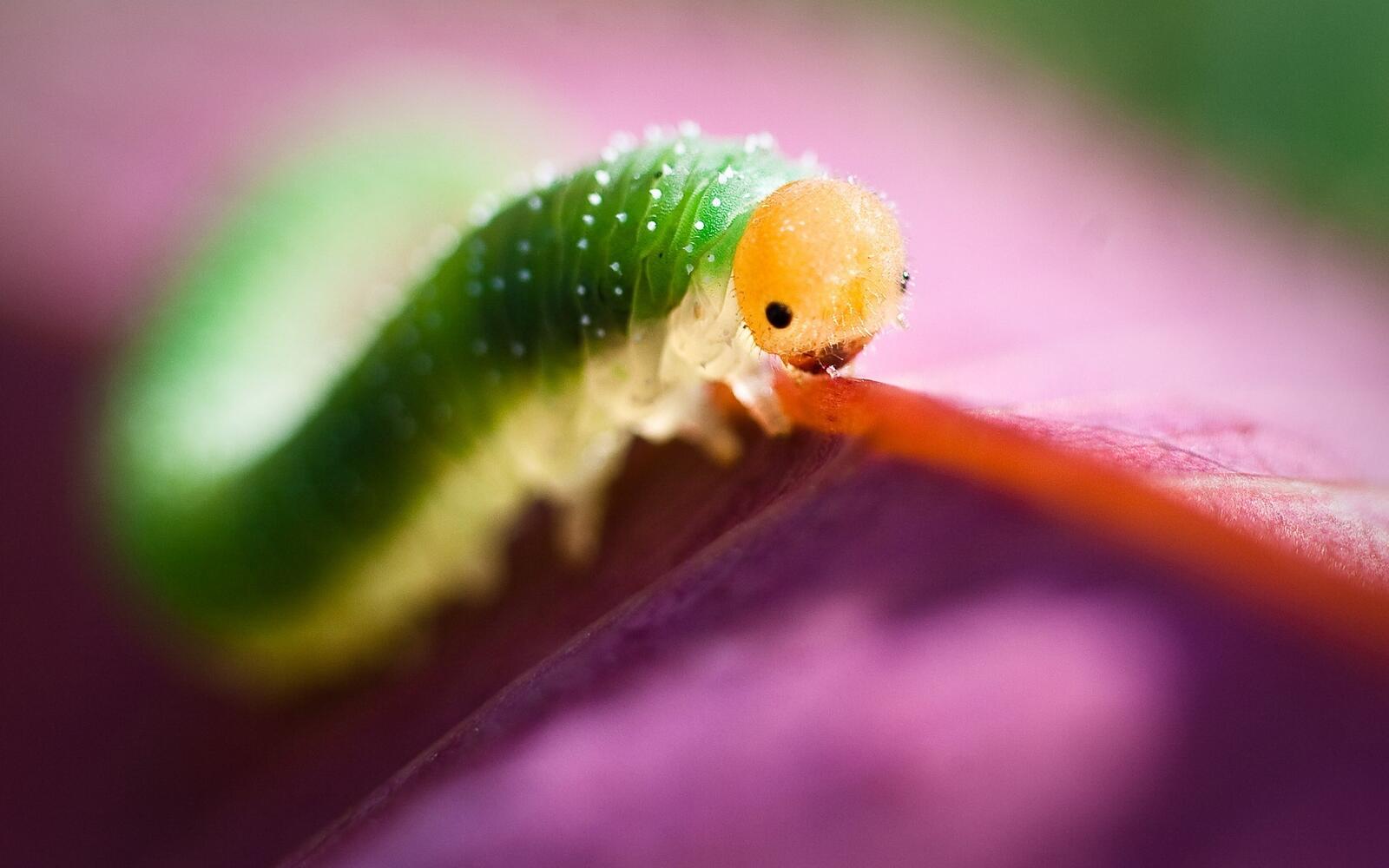 Free photo Funny caterpillar close-up.