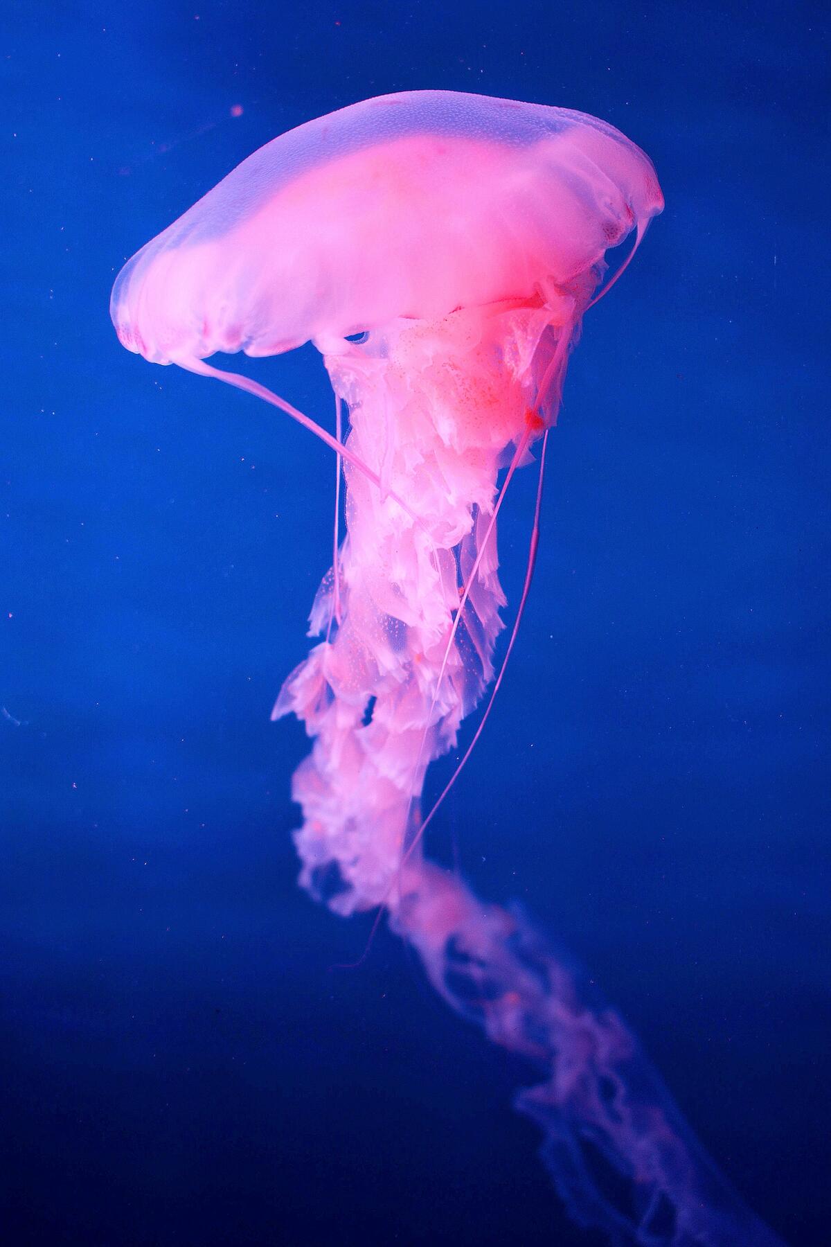 Розовая медуза