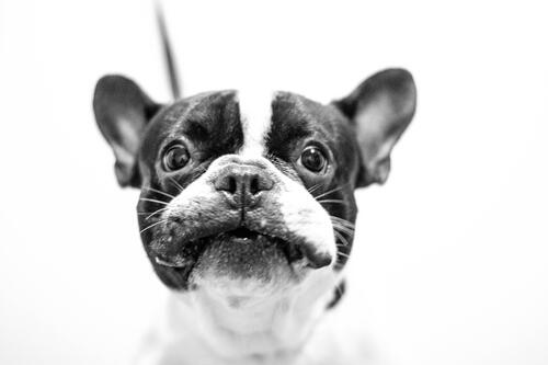 A funny portrait of a French bulldog