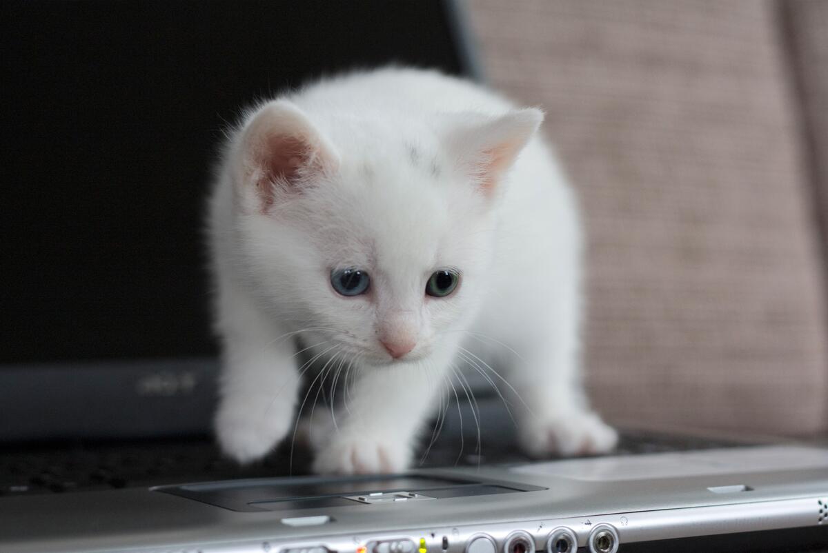 The white kitten is standing on the keyboard