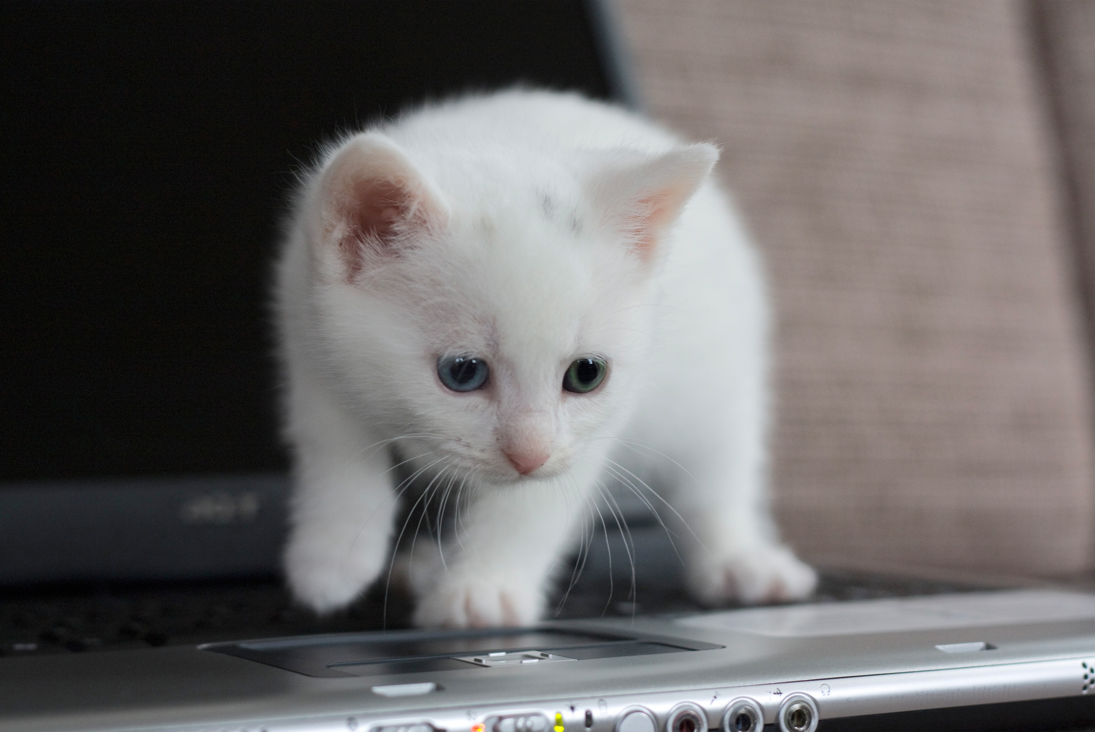 Фото бесплатно котенок, ноутбук, смотрит