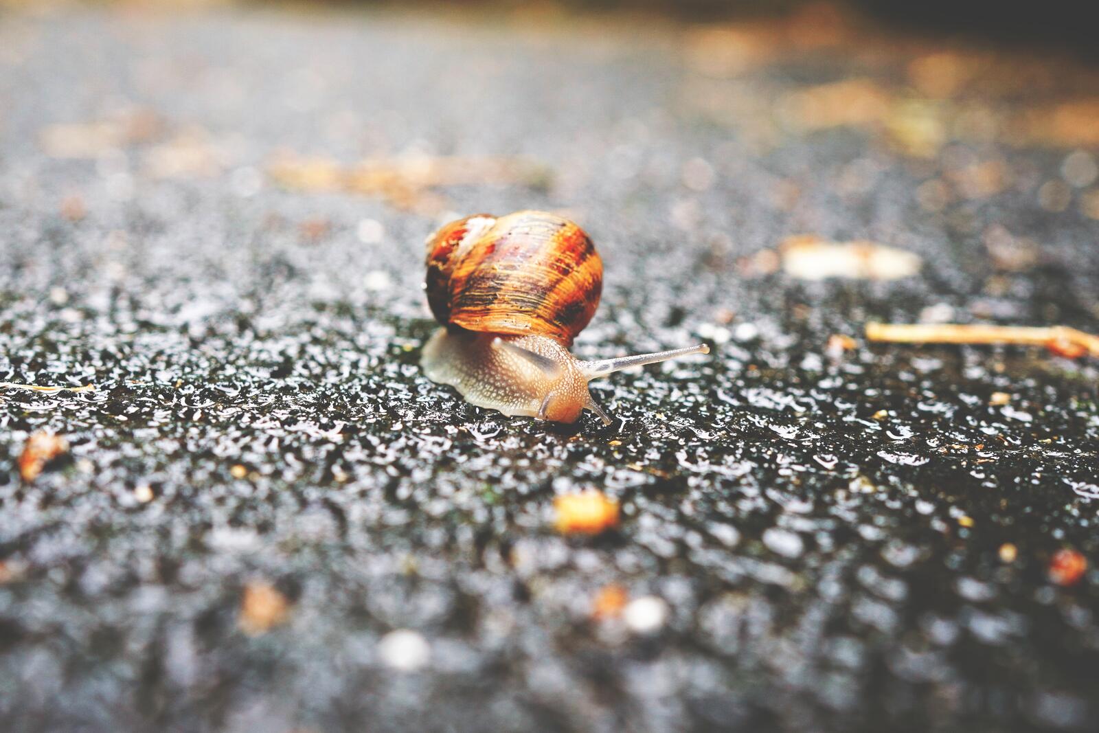 Free photo A snail on wet pavement.