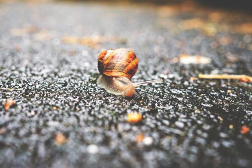 A snail on wet pavement.