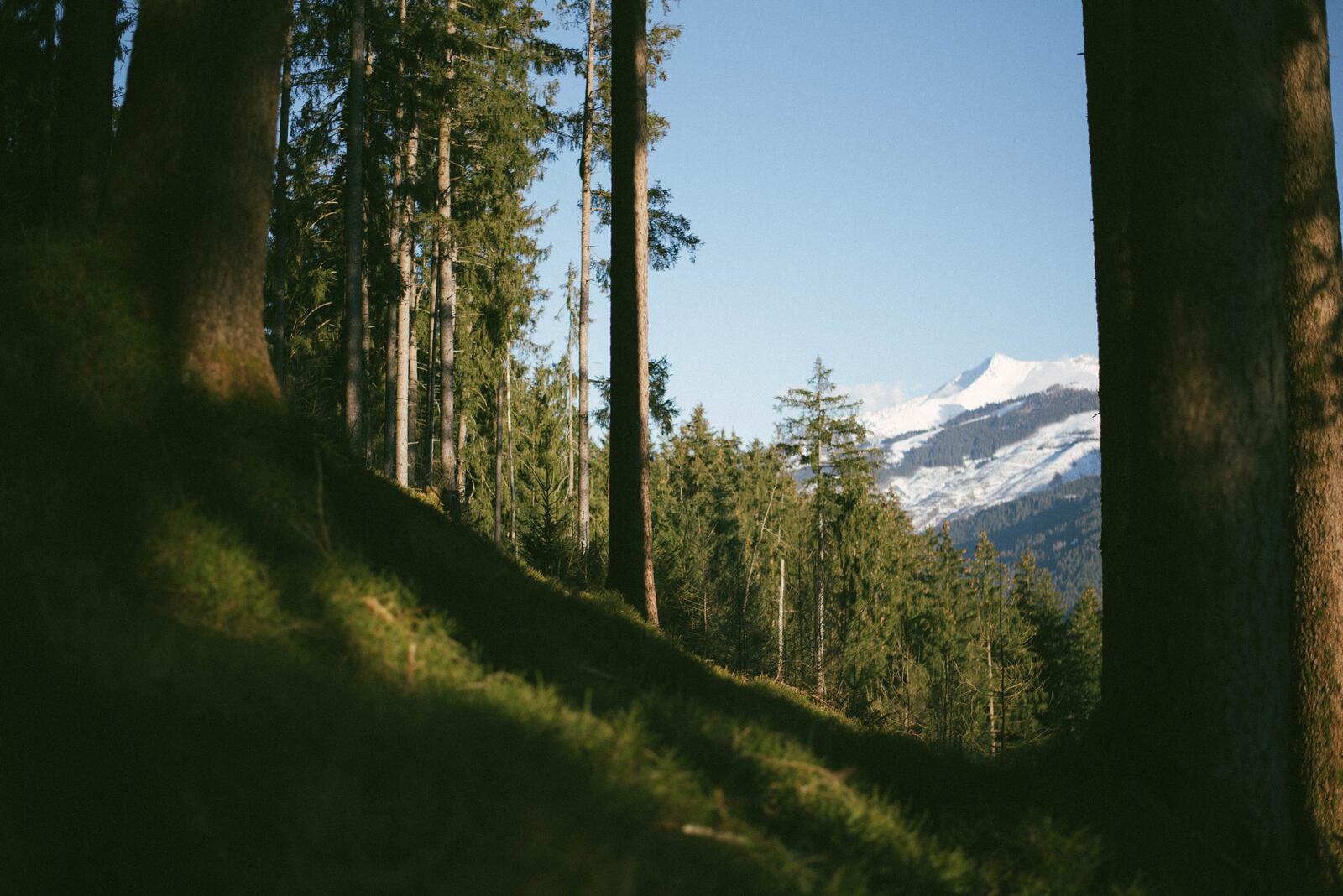 Бесплатное фото Старые высокие деревья растущие на склоне горы