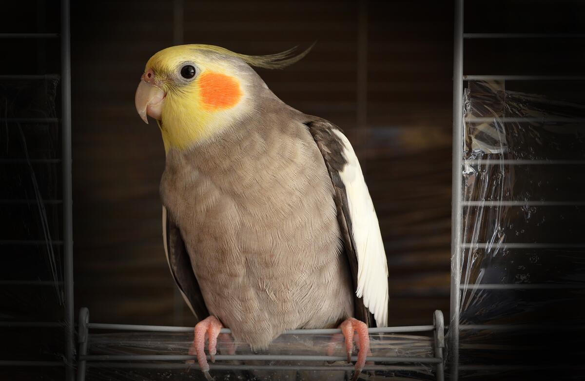 Parrot with yellow head and gray breast
