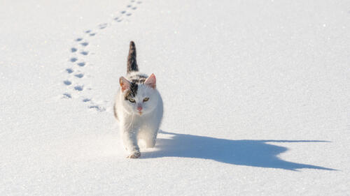 Кот идет по снегу и оставляет свои следы на нем