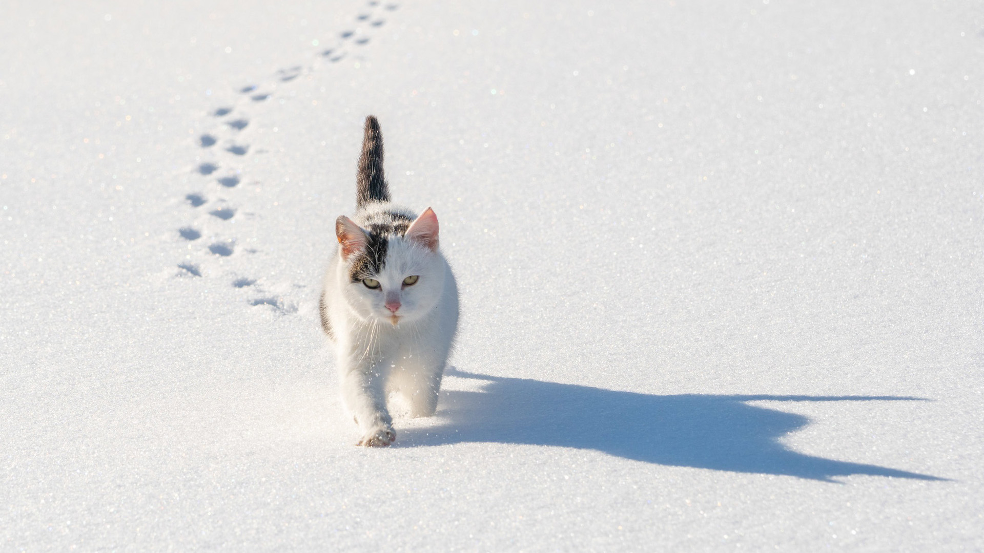 免费照片一只猫在雪地里行走，在雪地里留下脚印