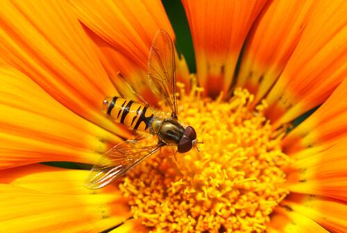 Пчела собирает нектар с оранжевого цветка