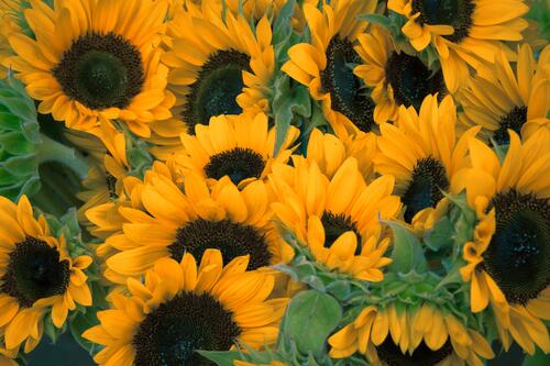A large number of sunflowers