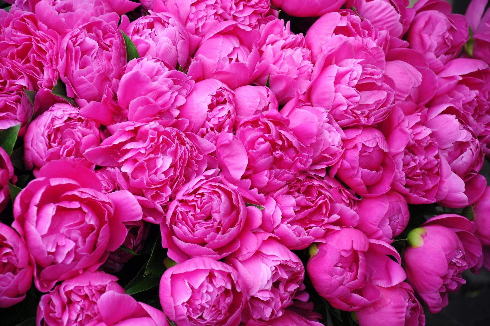 Free photo A blooming pink peony family