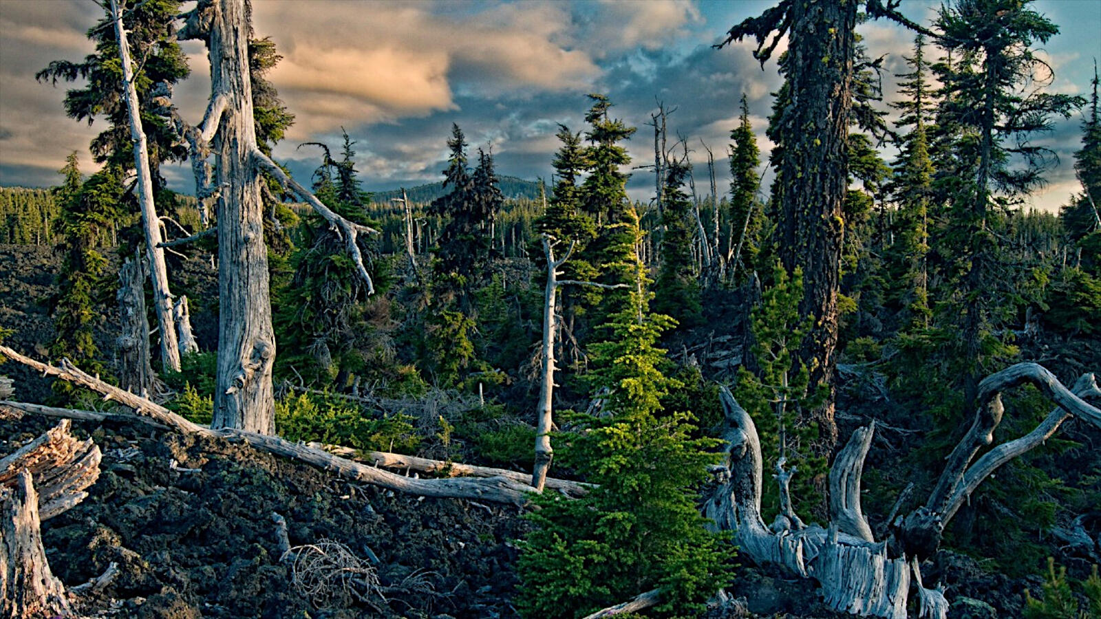 Бесплатное фото Старинный сухой лес