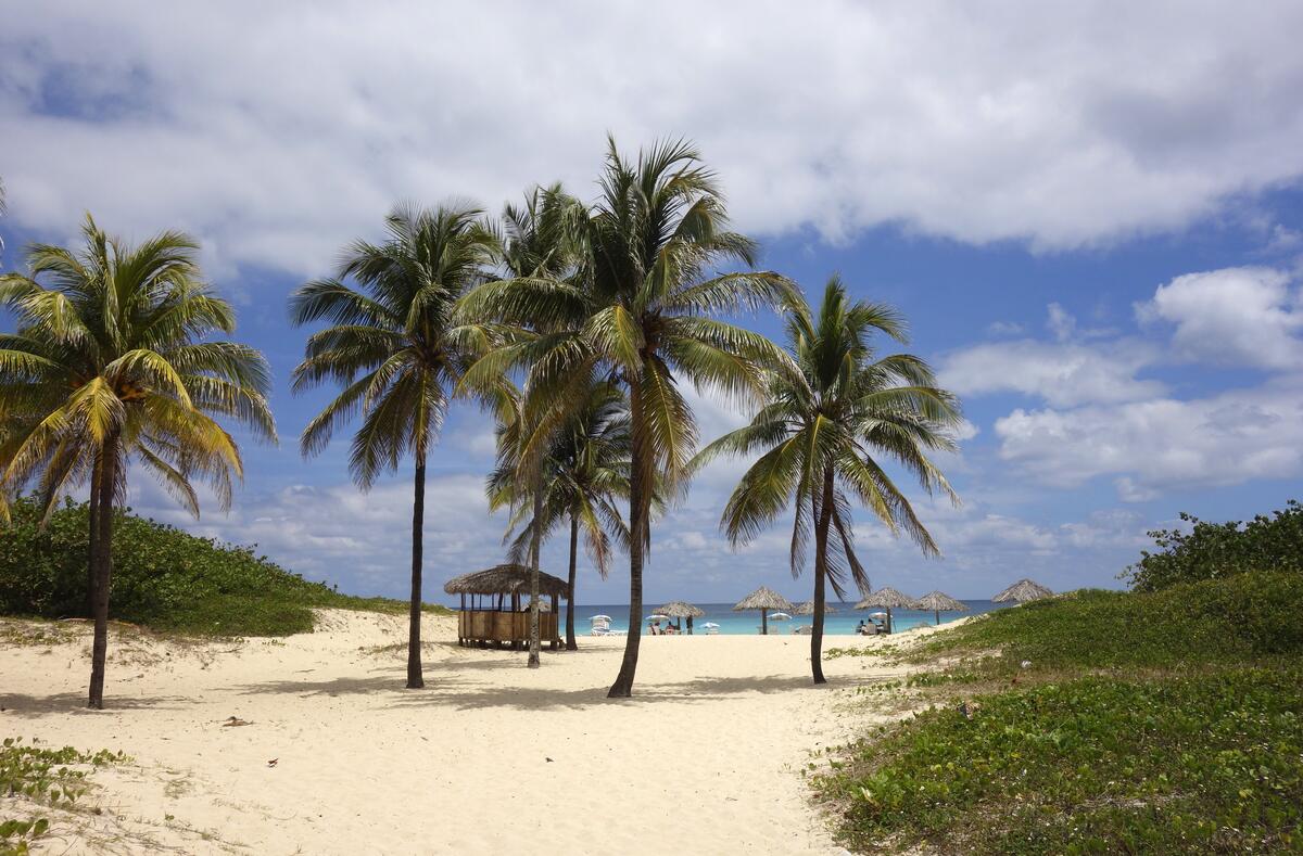 Palm trees on a sandy beach