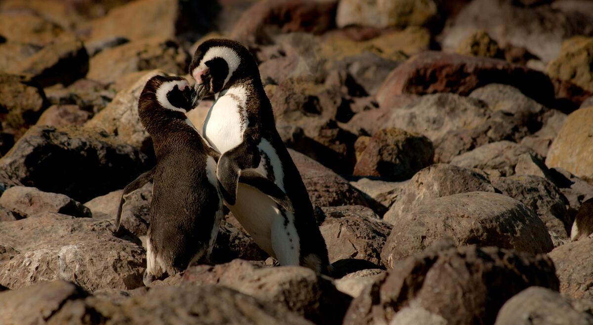Penguins hugging