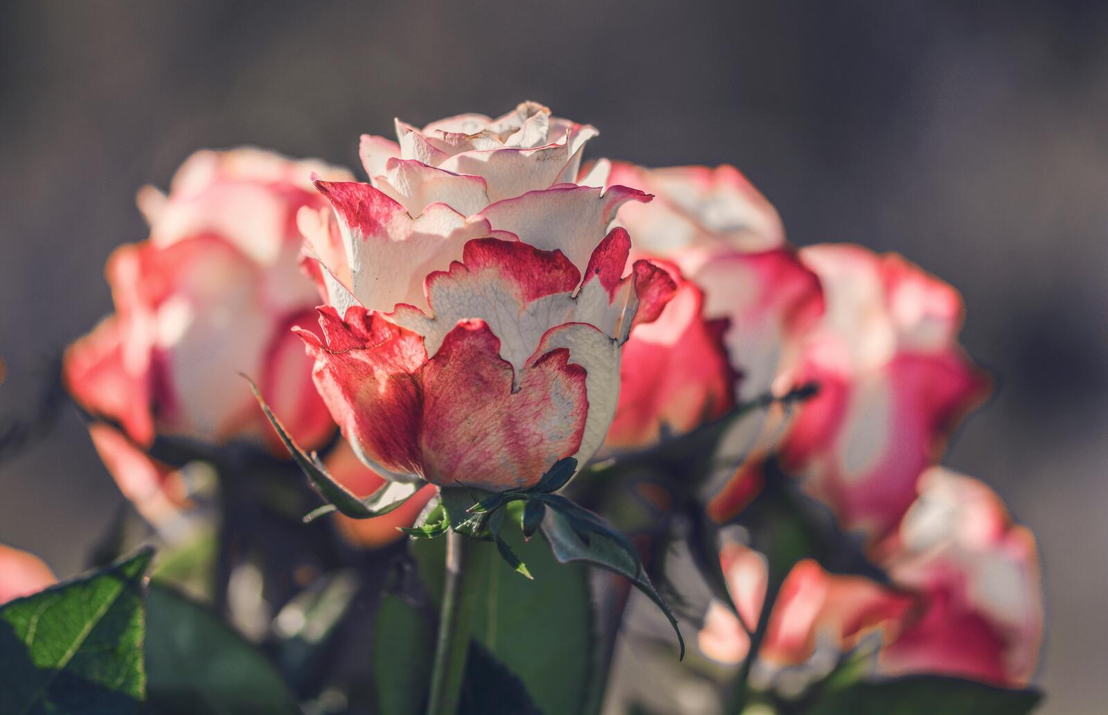Бесплатное фото Романтичный букет роз