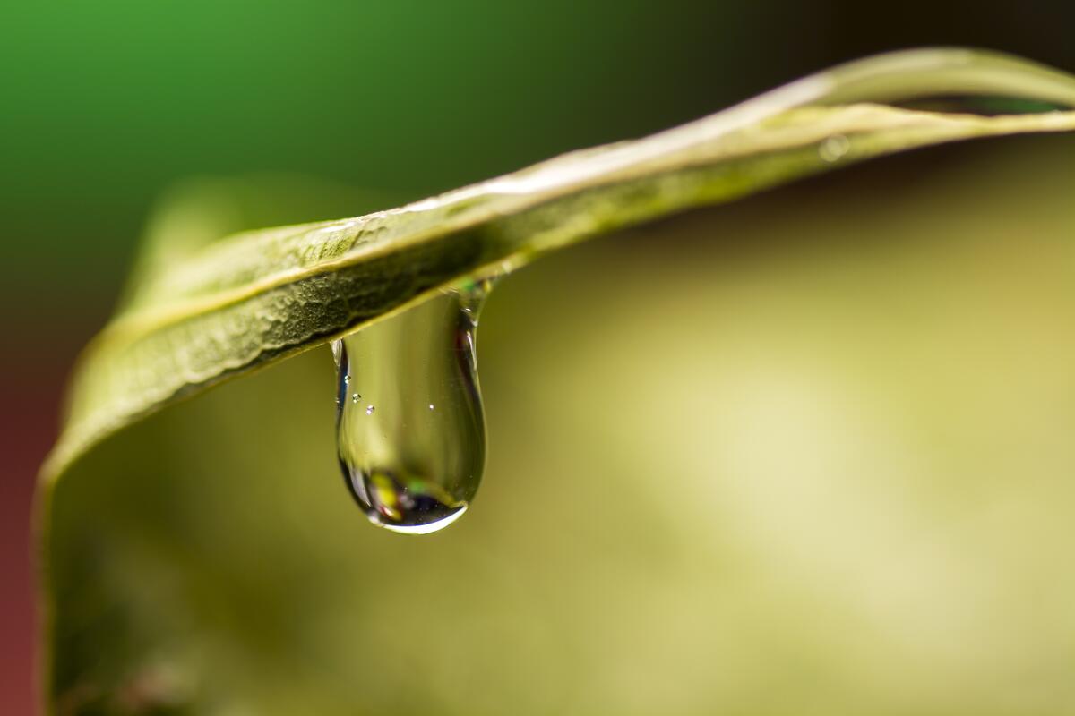 A drop of water runs down the leaf