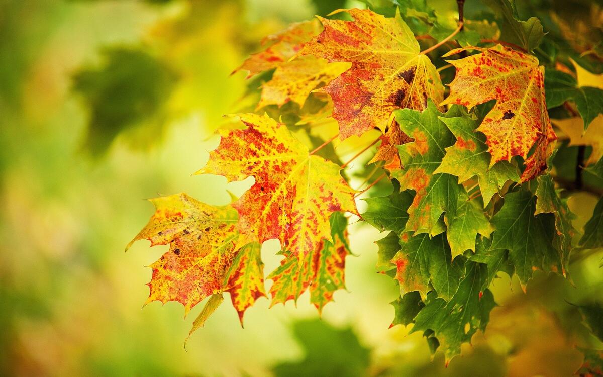 Желтые осенние листья на ветви клена