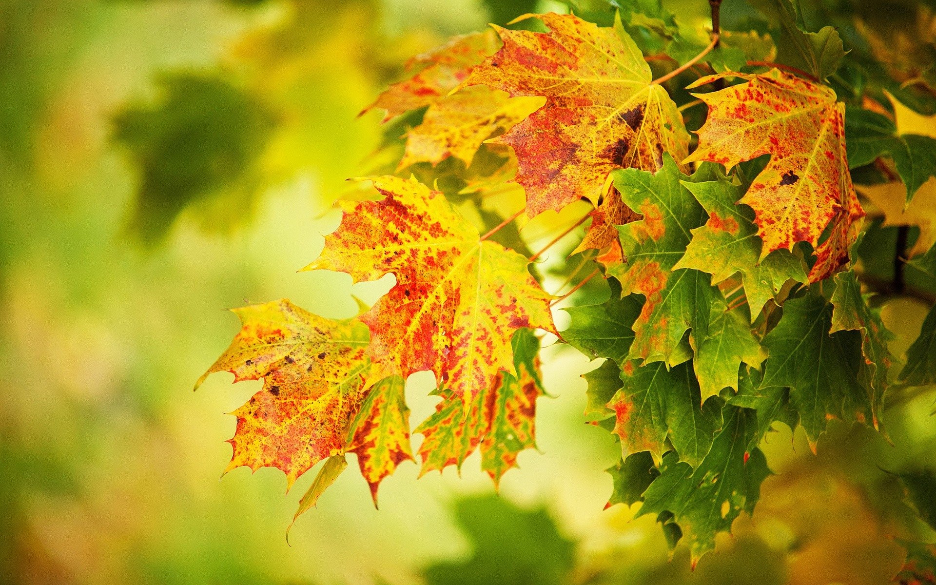 Бесплатное фото Желтые осенние листья на ветви клена