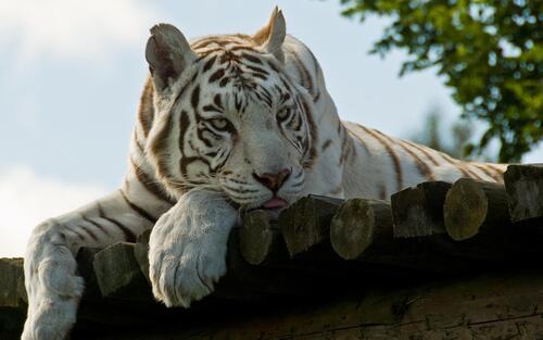 The white tiger is feeling sad.
