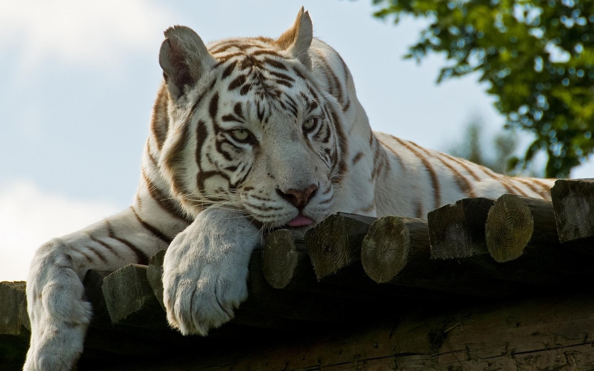 Free photo The white tiger is feeling sad.