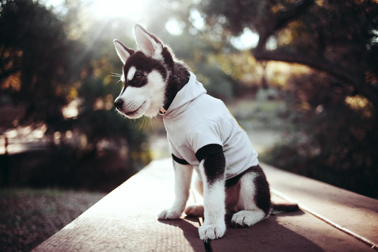 Free photo A husky puppy in a white T-shirt