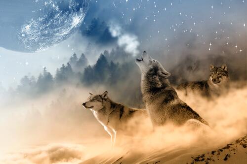 Волки в тумане воют на луну