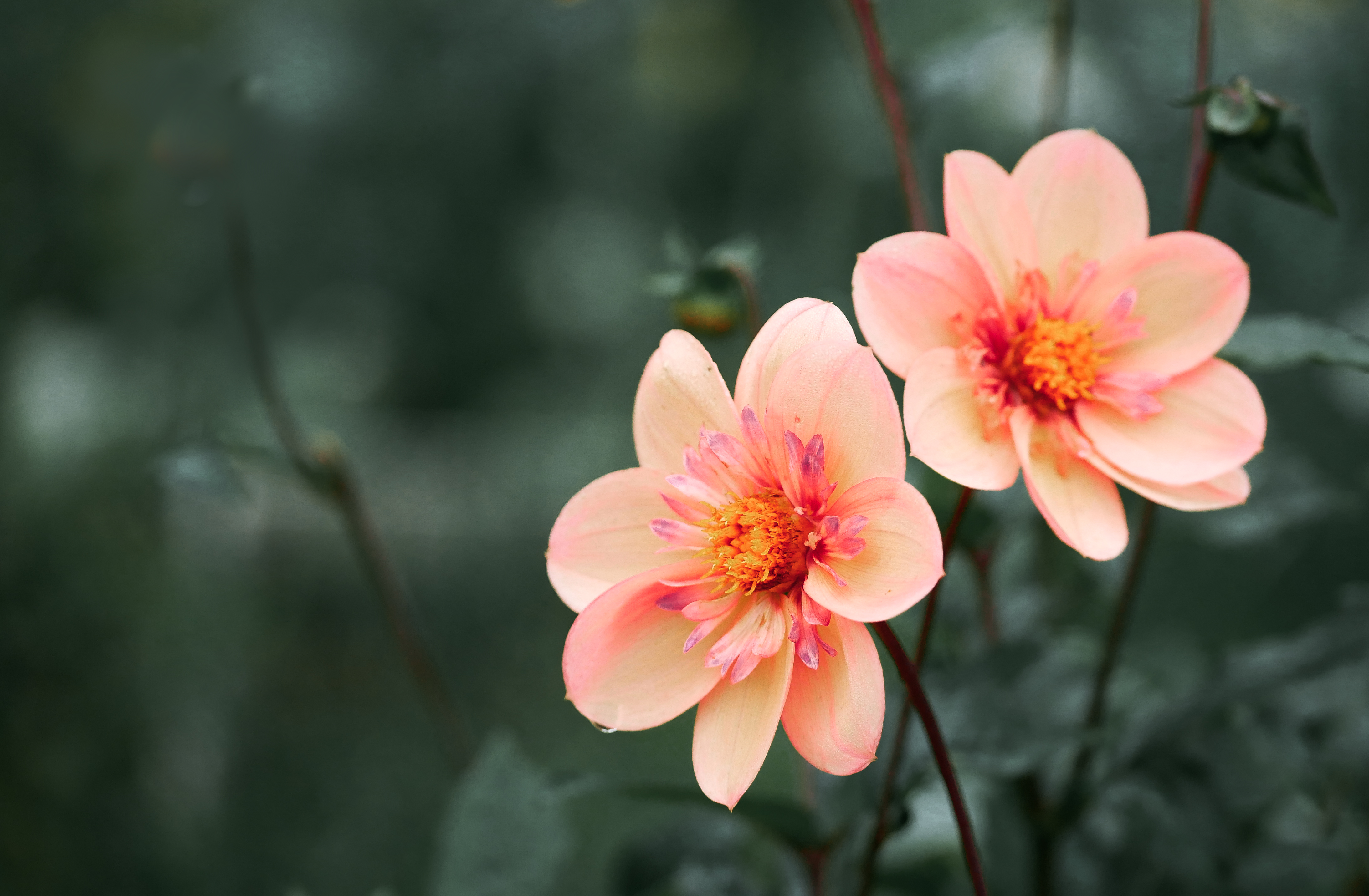 Бесплатное фото Оранжевые цветки в саду