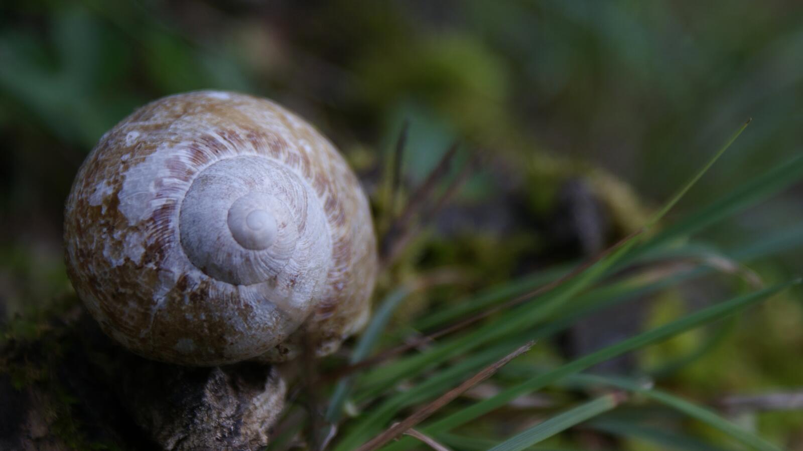 Free photo A close-up of a snail shell