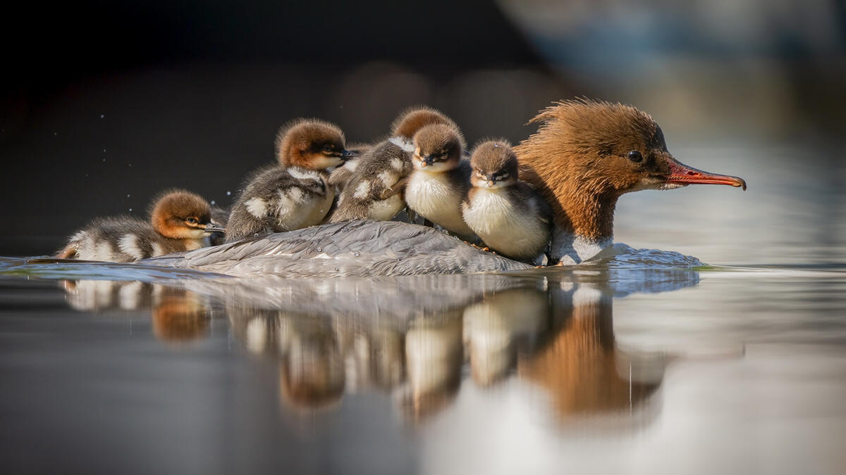 Duck and ducklings floating on water
