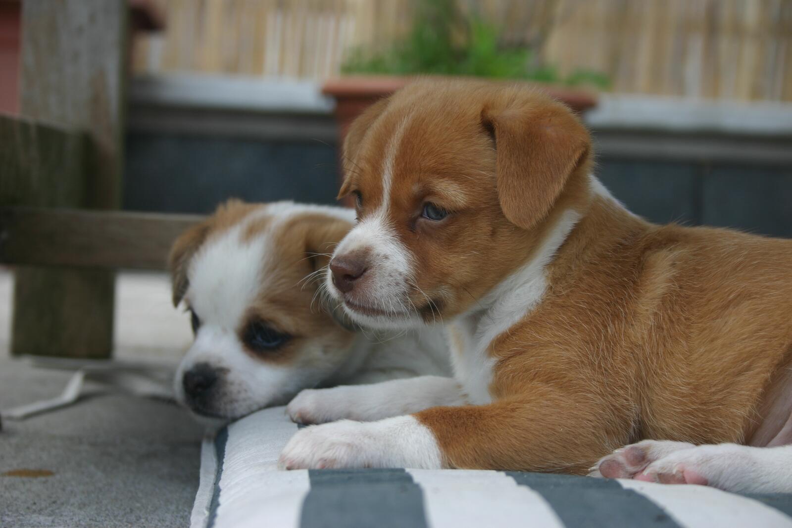 Бесплатное фото Два рыжих щеночка Джек-рассел-терьер