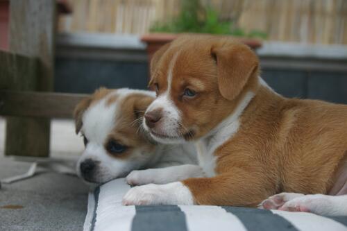 Two red-haired Jack Russell Terrier puppies