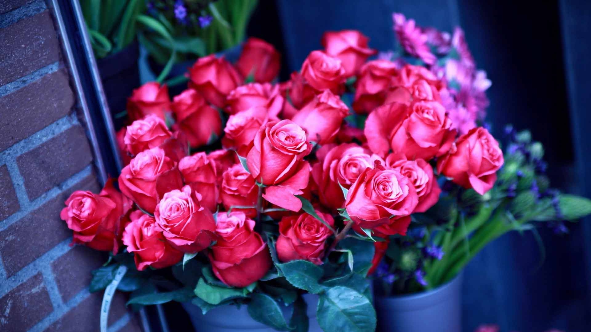 Обои розы цветы много на рабочий стол