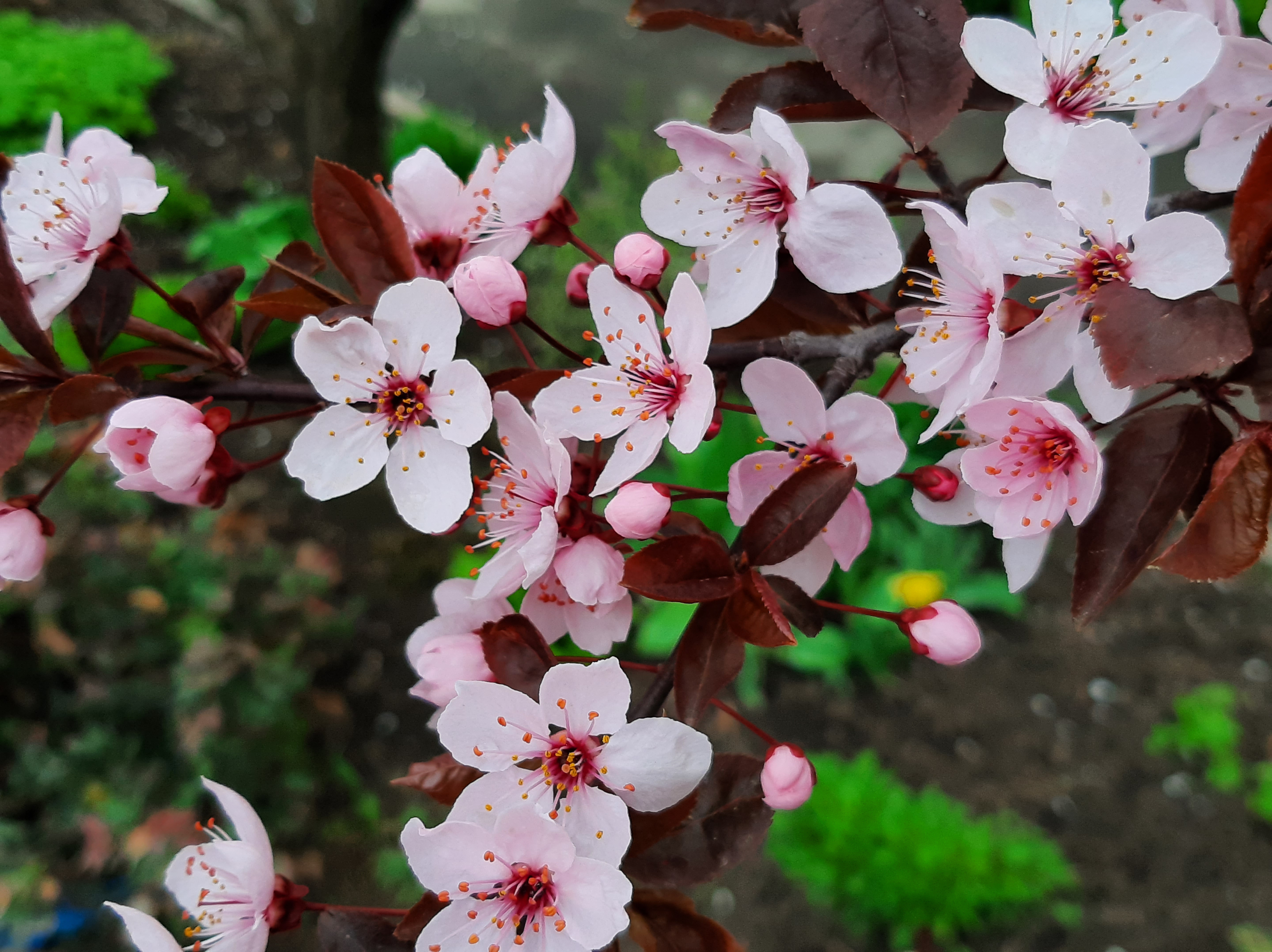 Бесплатное фото Розовые цветы цветущего персика
