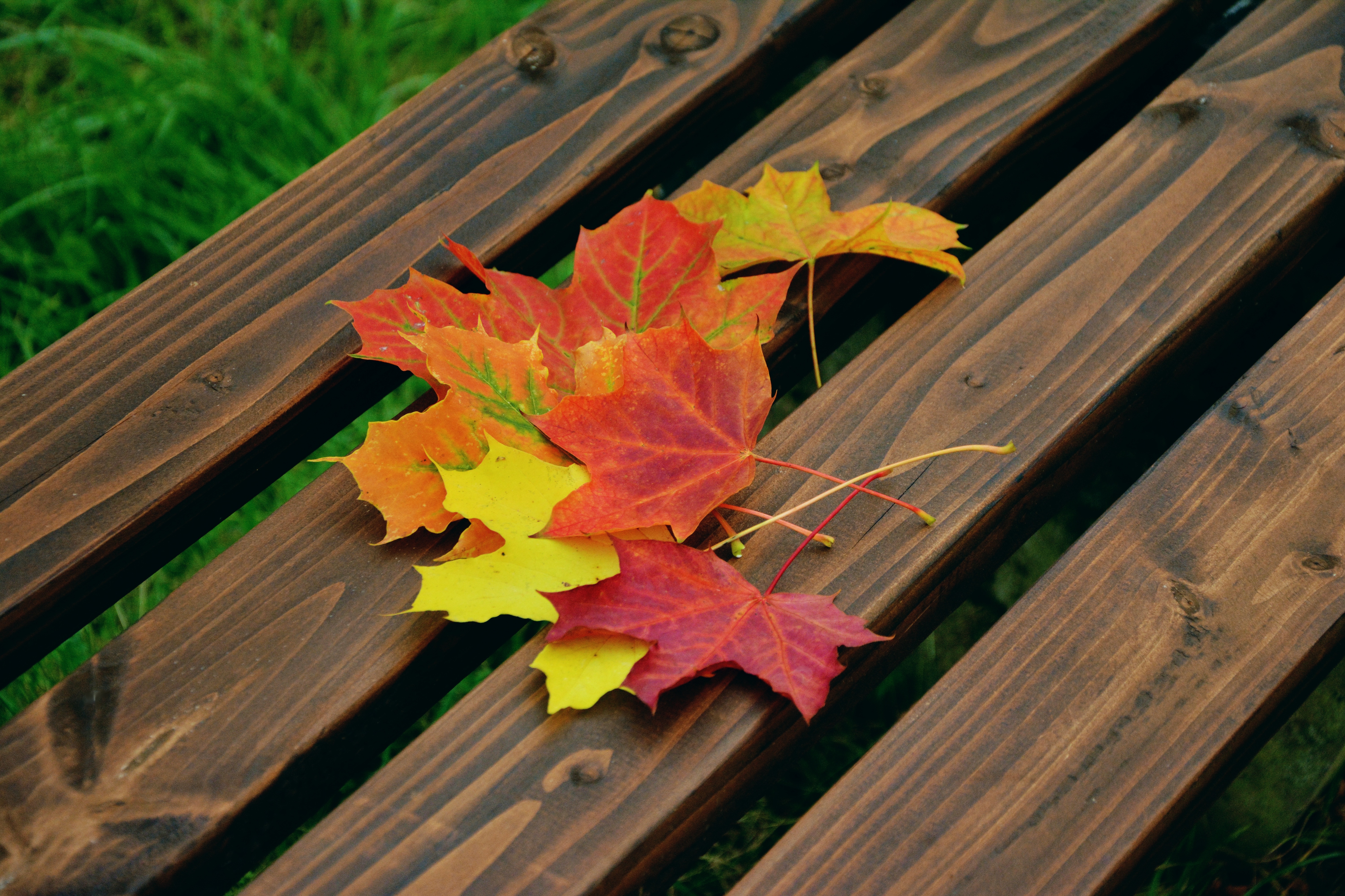 Free photo Autumn maple leaves lie on the bench