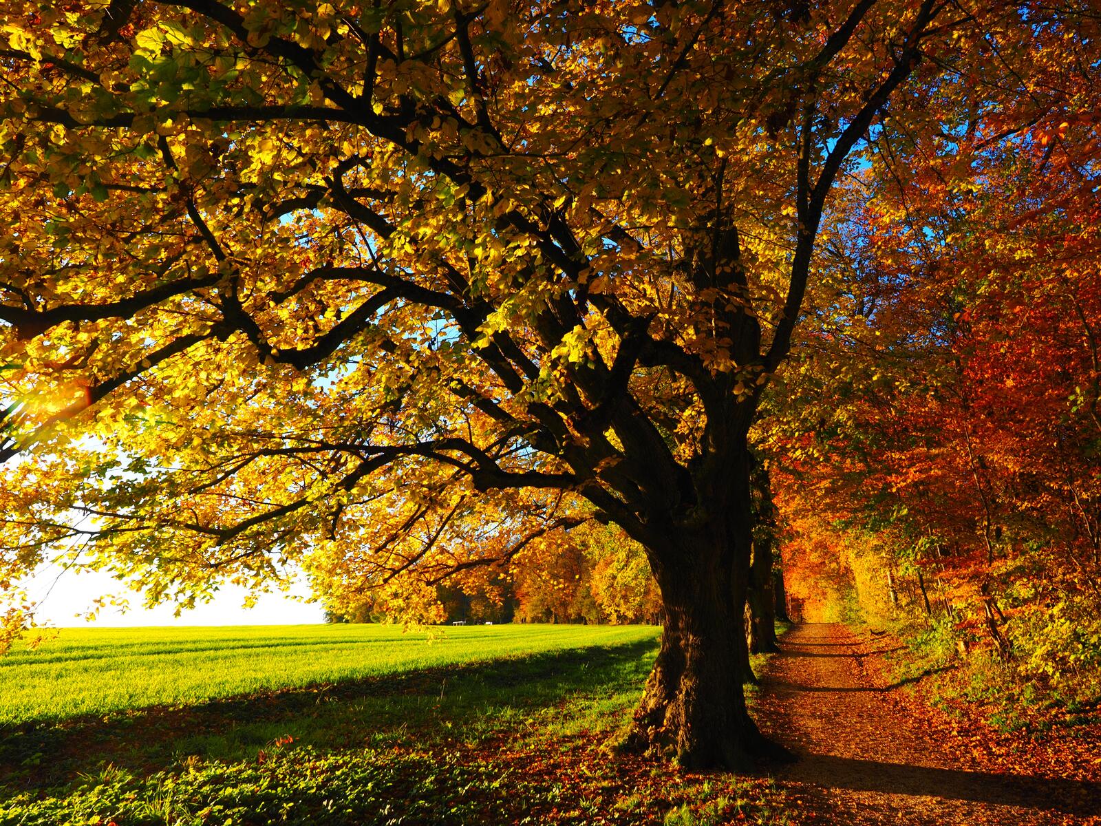Бесплатное фото Путь по краю осеннего леса