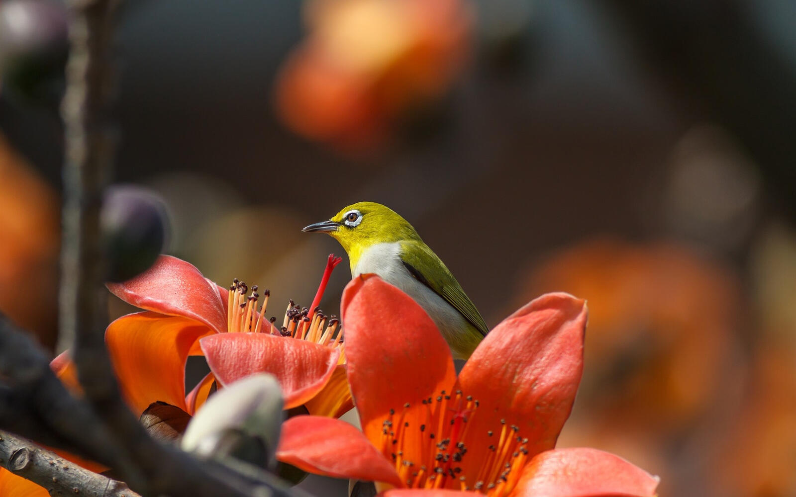 Обои обои зеленая птица красные цветы размытый фон на рабочий стол