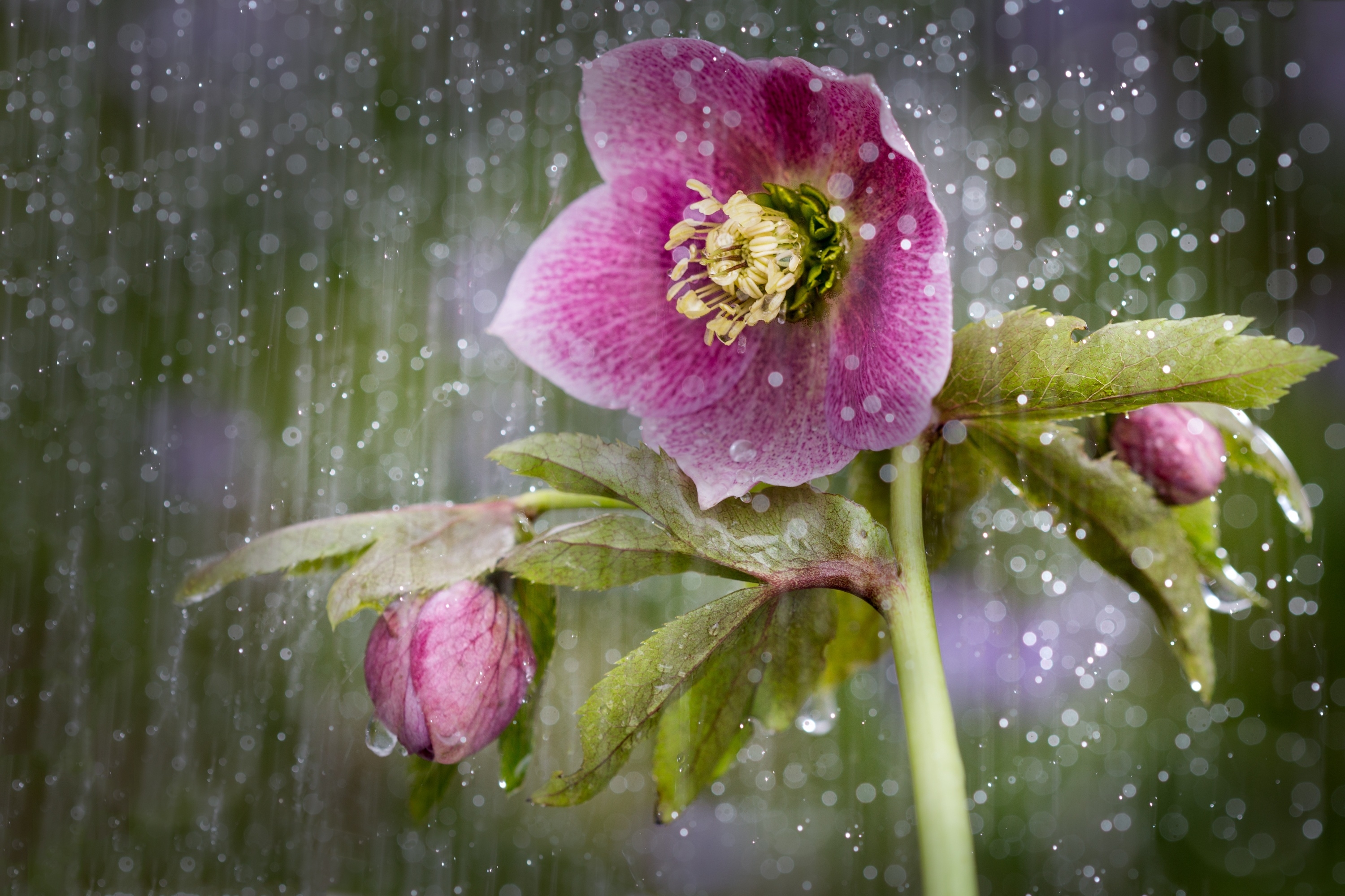 Фото бесплатно обои фиолетовый цветок, дождь, почки