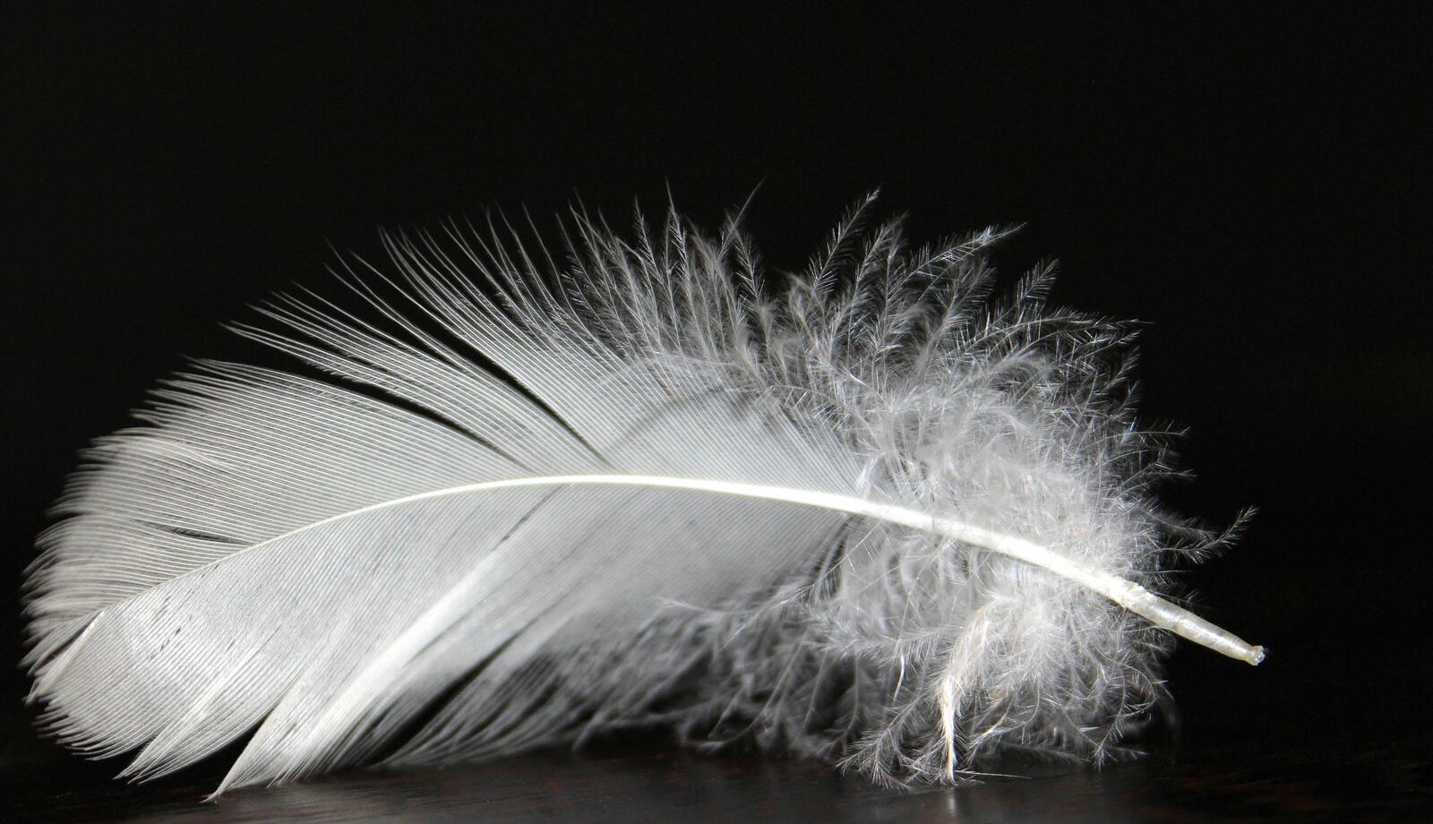 Free photo White feather on black background