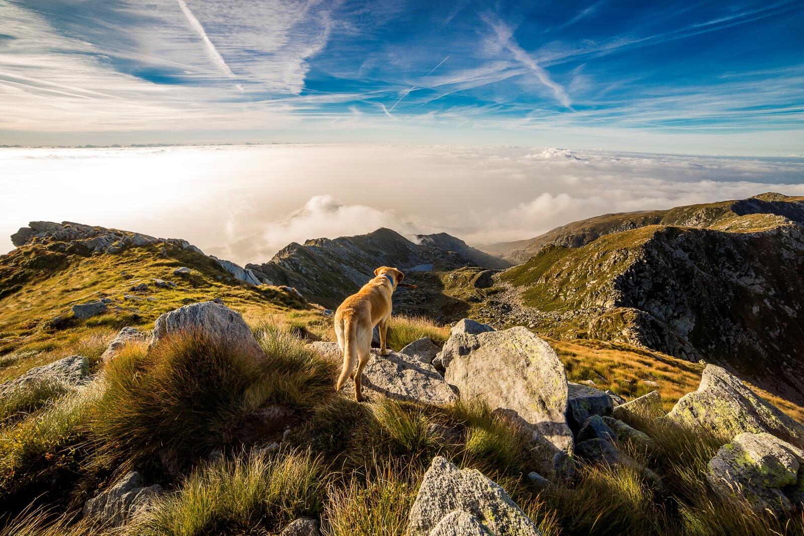 Бесплатное фото Рыжый пес в горых