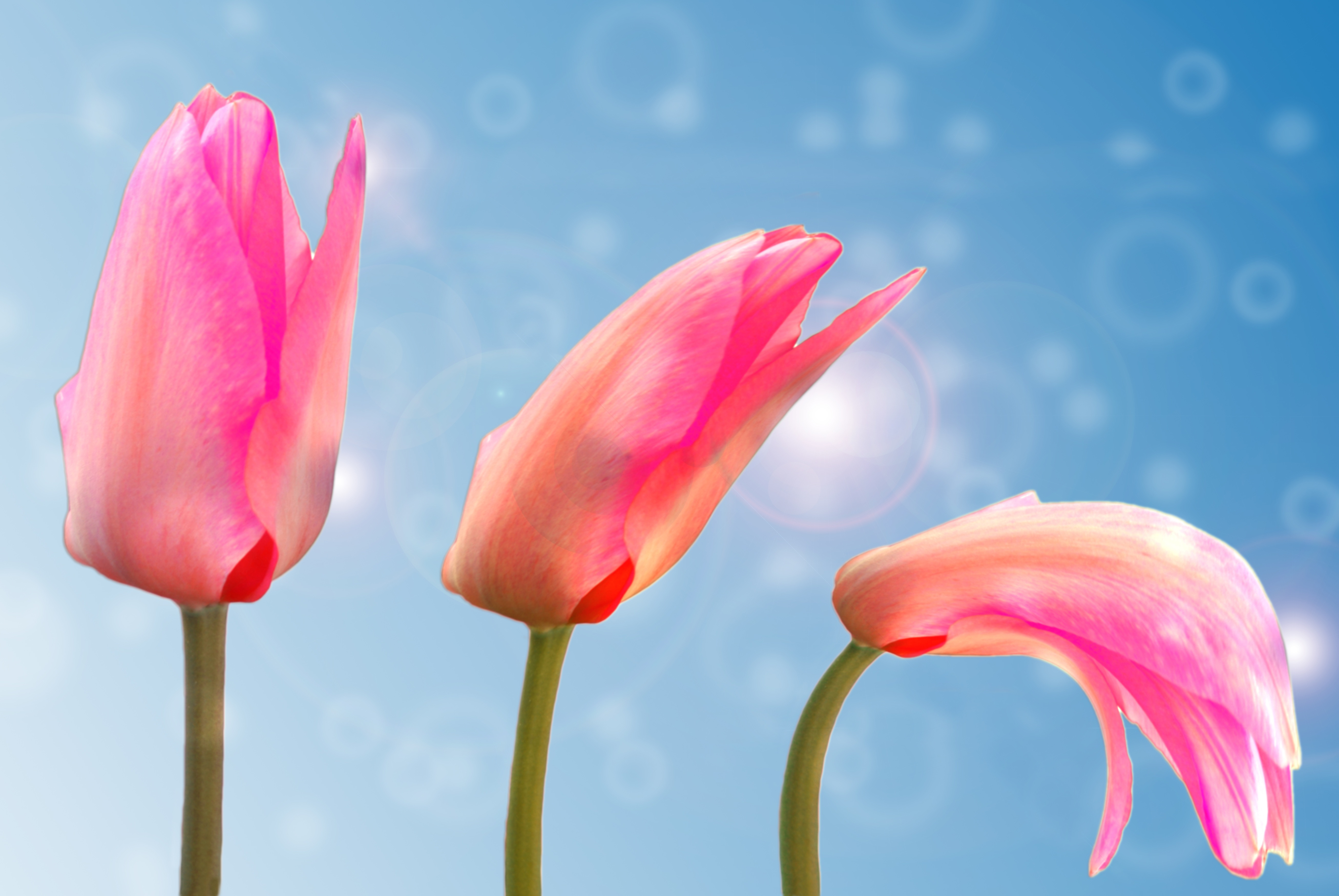 蓝色背景上的三朵粉红色郁金香花蕾