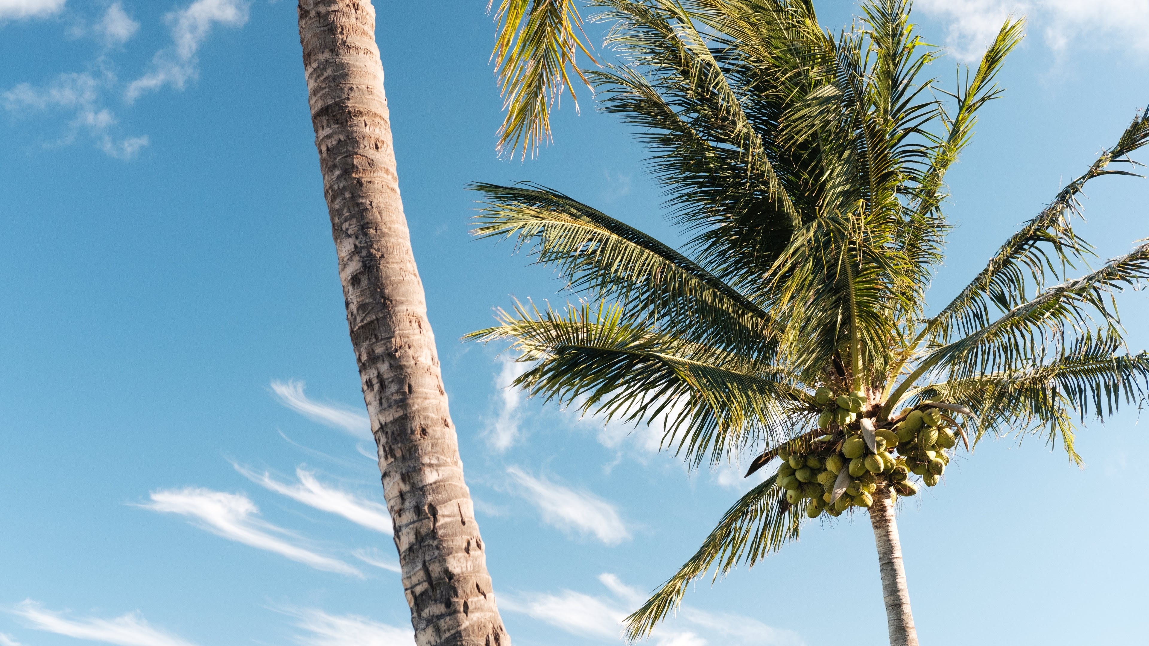 Бесплатное фото Пальма с кокосами