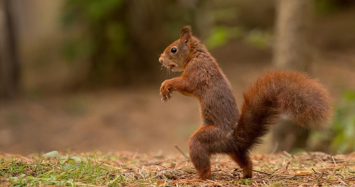 A funny squirrel walks on the ground