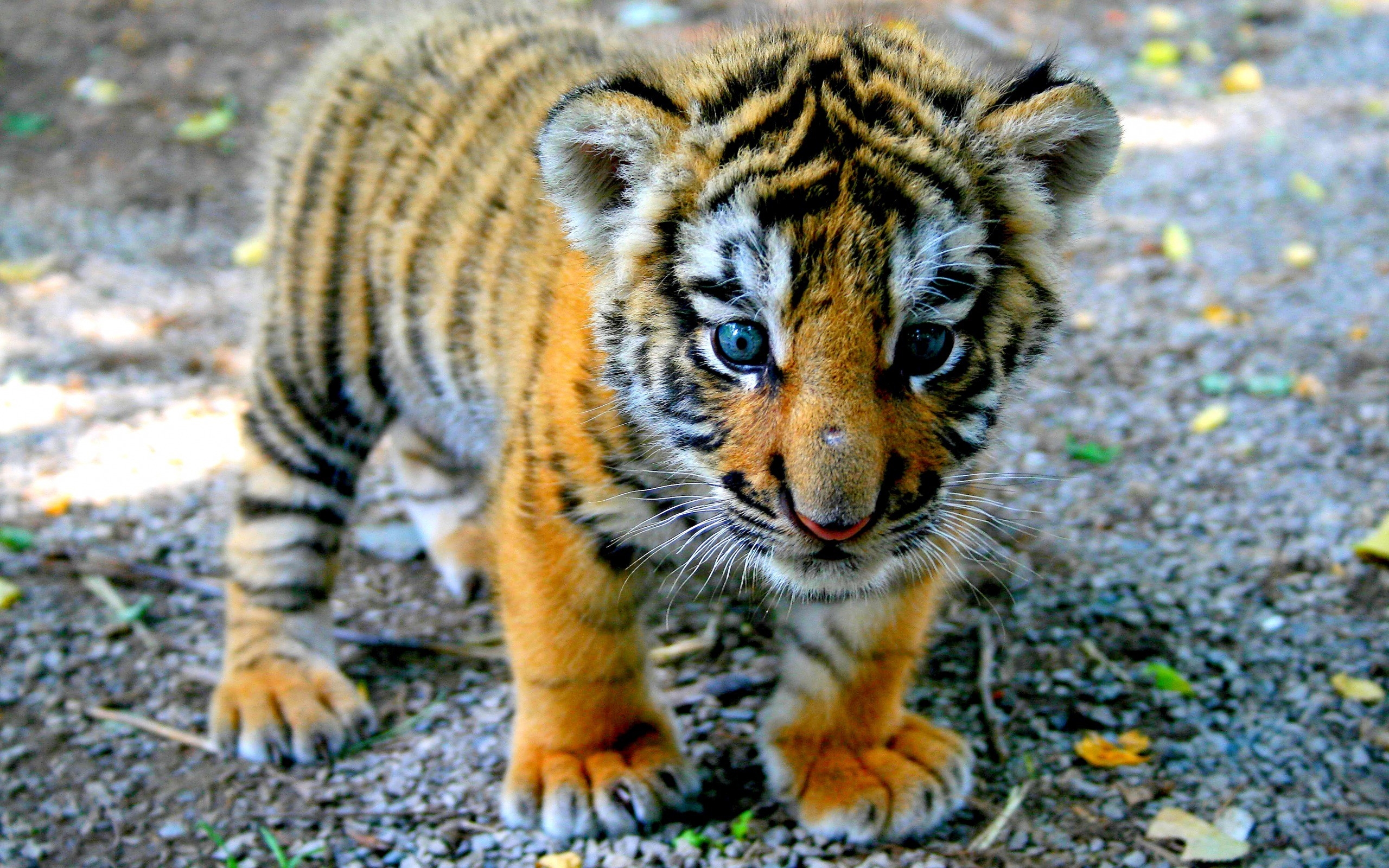 Wallpapers tiger wildlife big cats on the desktop