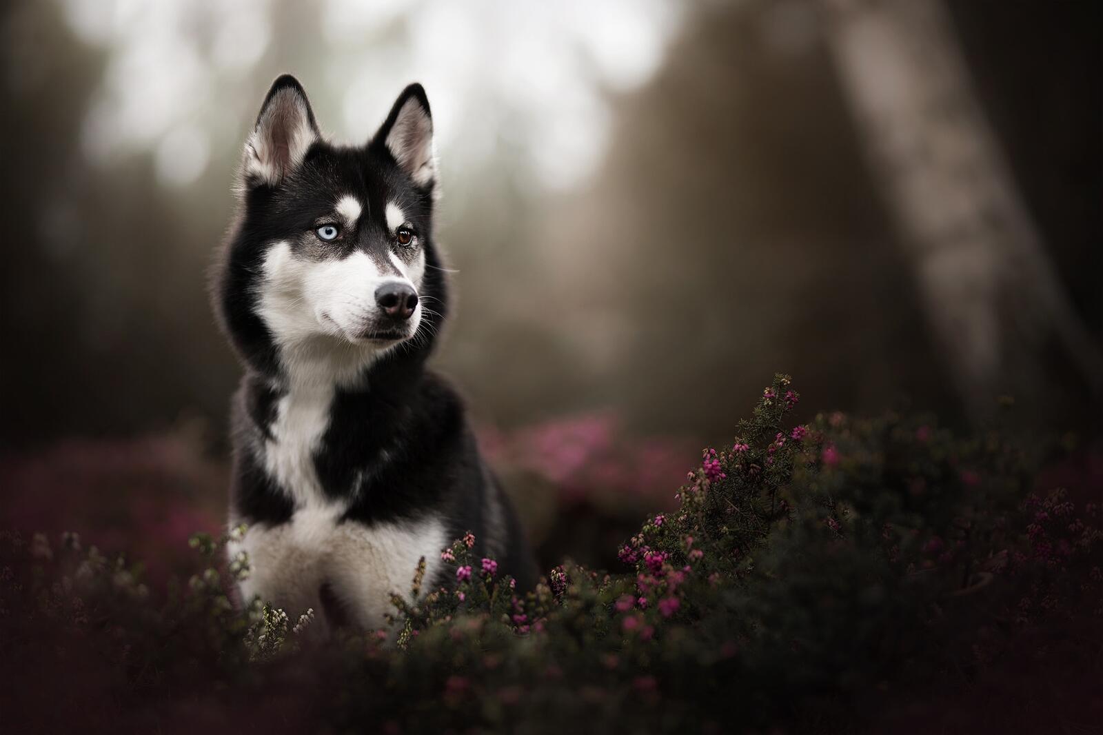 Free photo Husky sitting in the tall grass